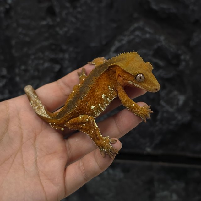 레드 바이 화이트포트홀