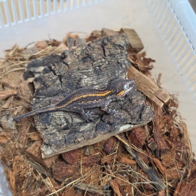 오렌지 스트라이프