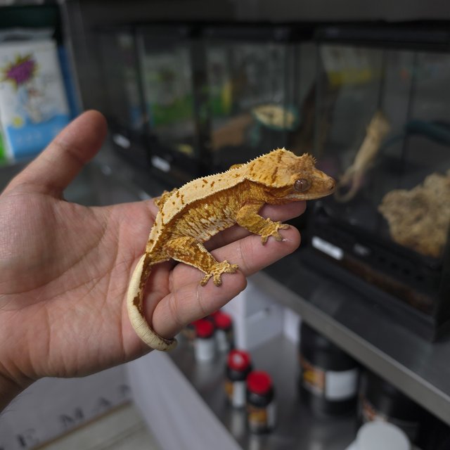 레드 트라이 익스트림할리퀸