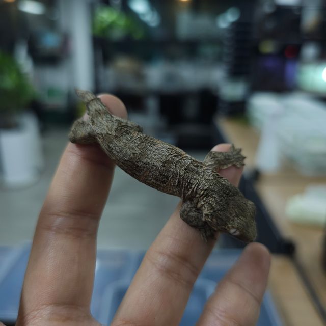 노멀