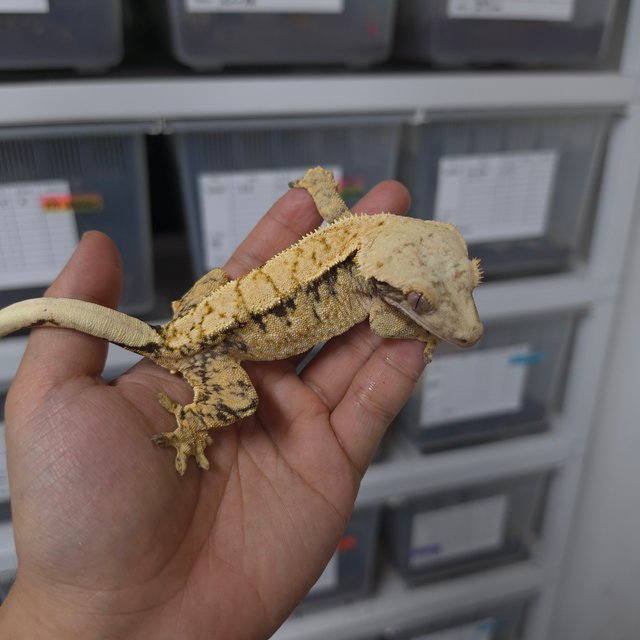 트라이 익스트림할리퀸