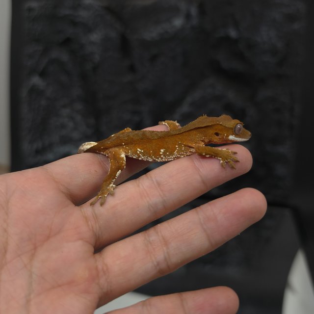 레드 바이 화이트포트홀