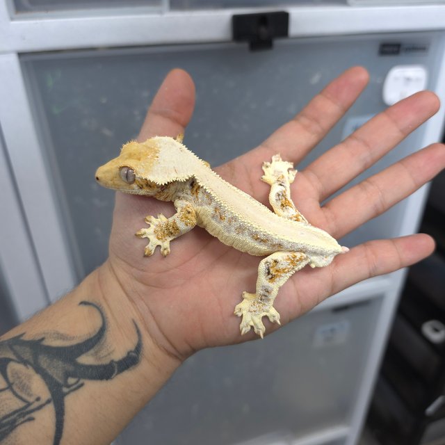 트라이 릴리화이트