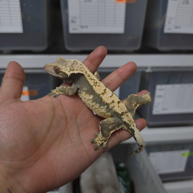 드리피 화이트스팟 블랙 화이트