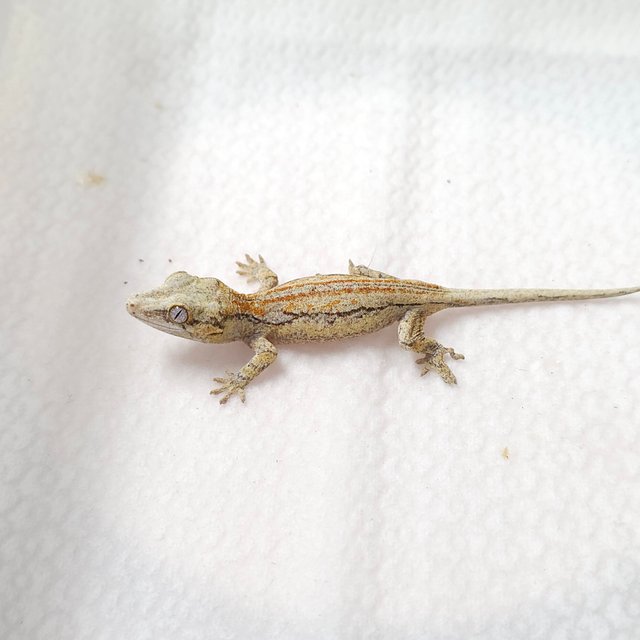 오렌지 스트라이프