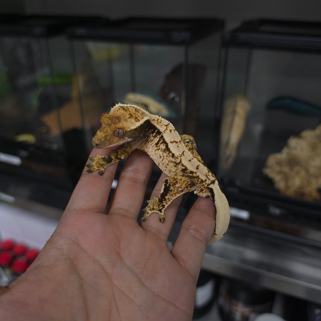 화이트스팟 트라이 익스트림할리퀸