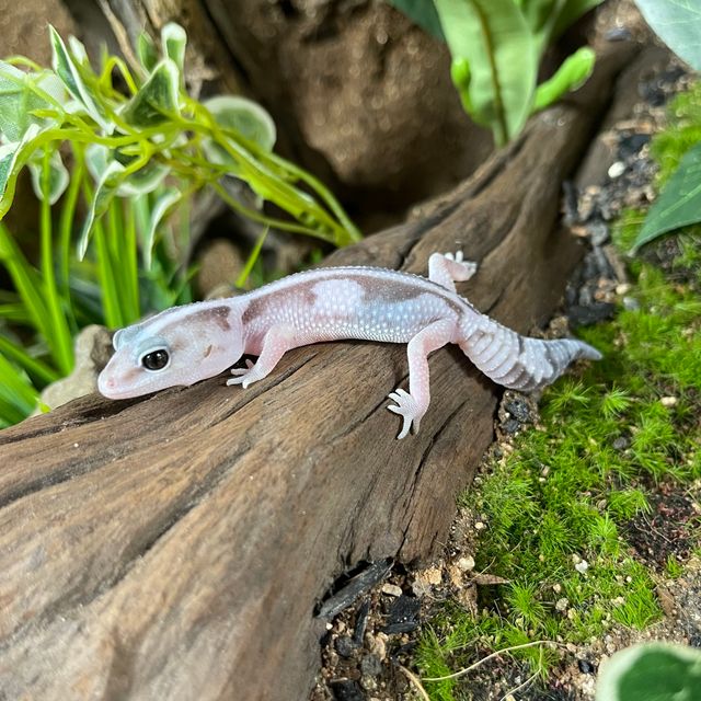 오레오 줄루