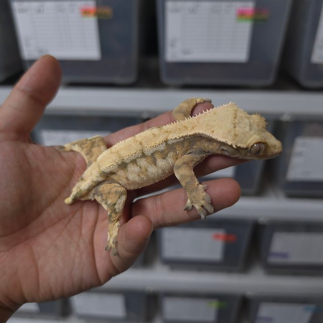 텐저린 트라이 익스트림할리퀸