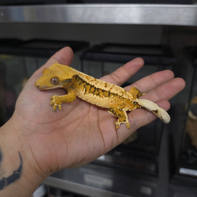 텐저린 트라이 쿼드 핀스트라이프