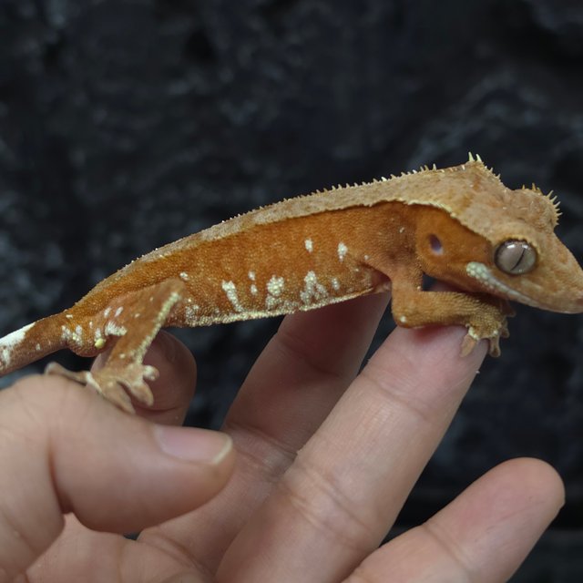 레드 바이 화이트포트홀