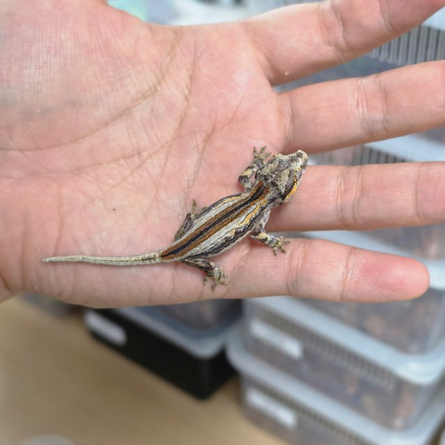 레드 옐로우 스트라이프