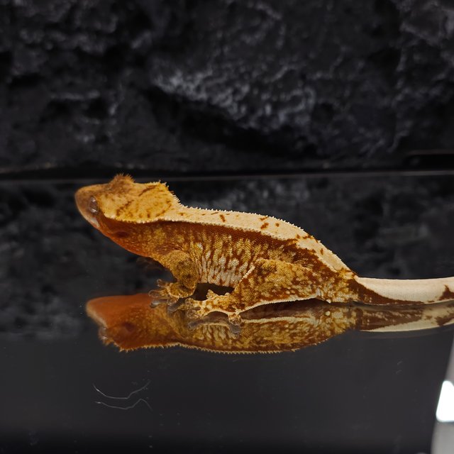 레드 트라이 익스트림할리퀸