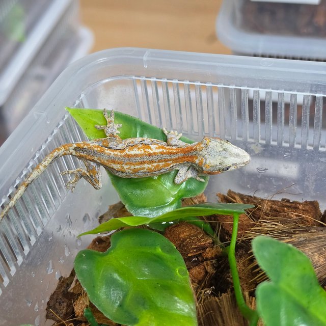 레드 스트라이프