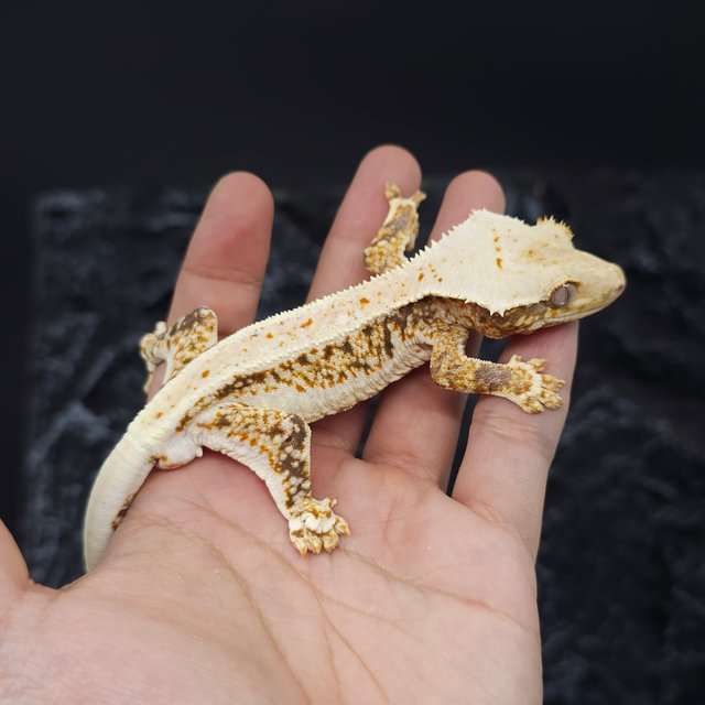 레드 트라이 릴리화이트