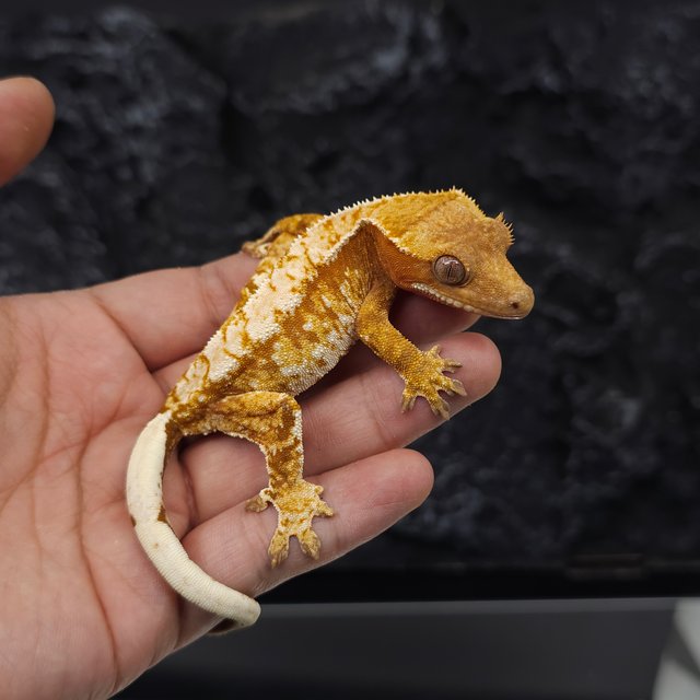 레드 트라이 익스트림할리퀸