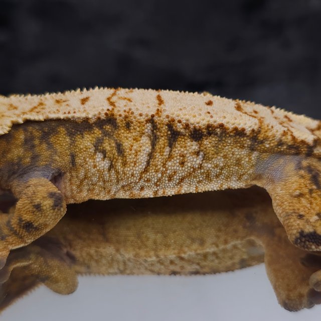 트라이 익스트림할리퀸 화이트스팟