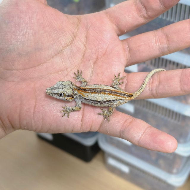 레드 오렌지 스트라이프