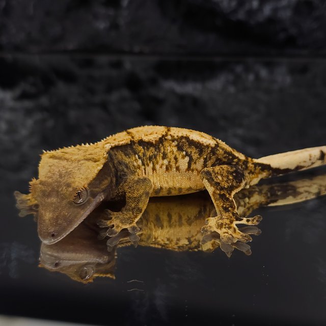 트라이 익스트림할리퀸