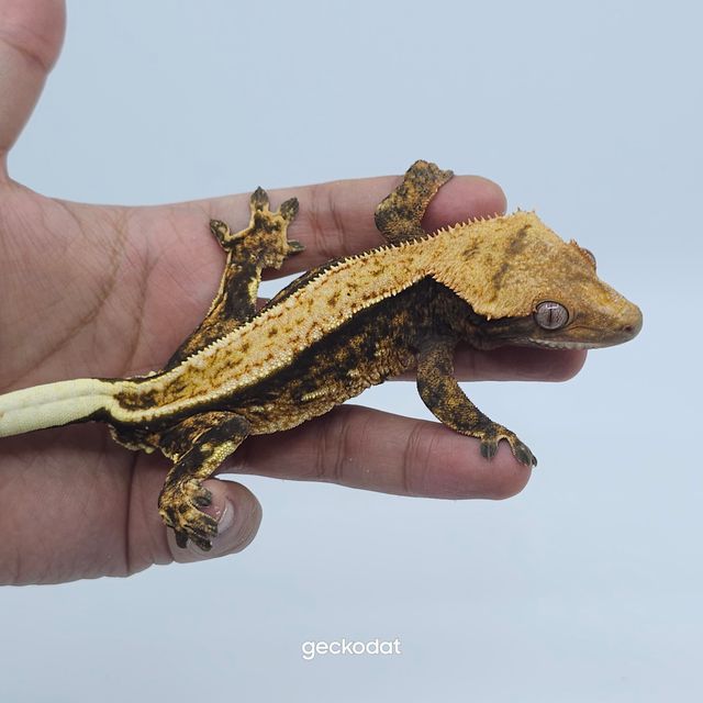 100%헷아잔틱