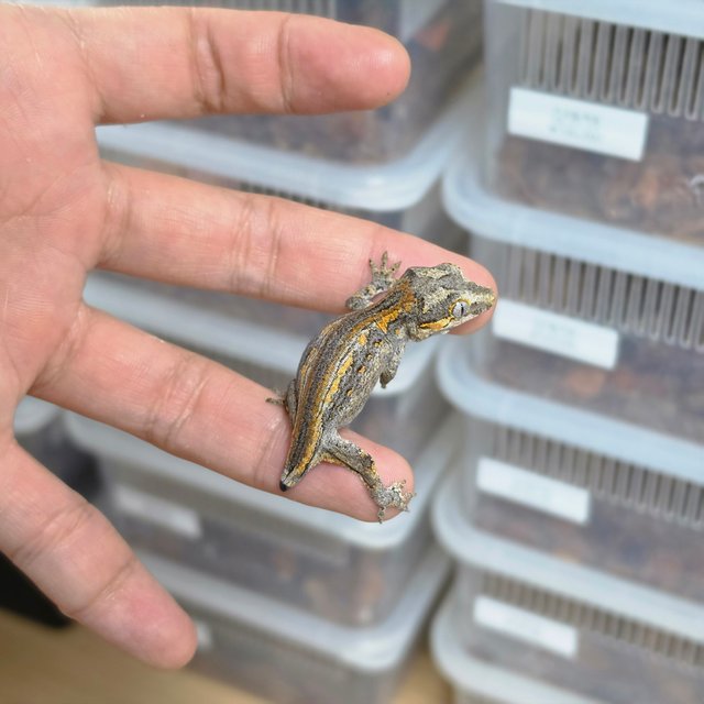 레드 옐로우 스트라이프