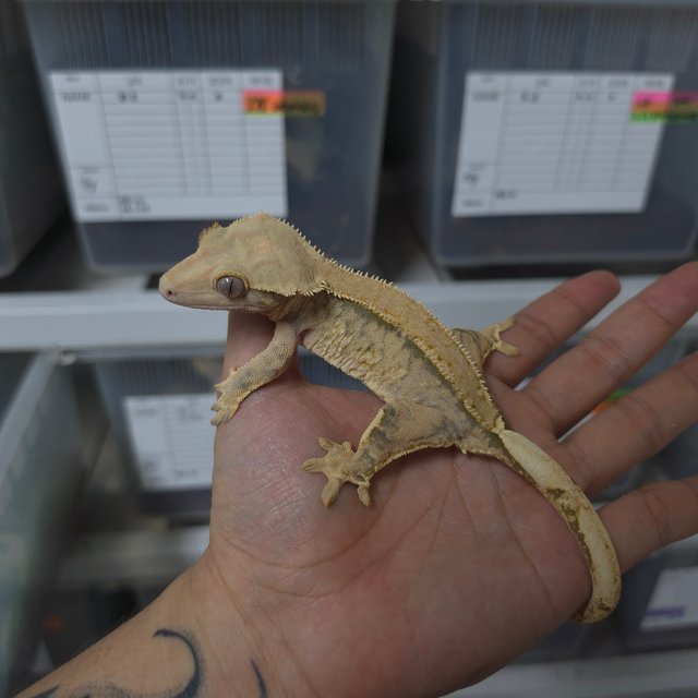 솔리드백 트라이 익스트림할리퀸