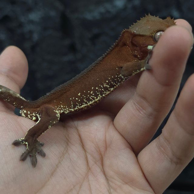 레드 바이 화이트포트홀