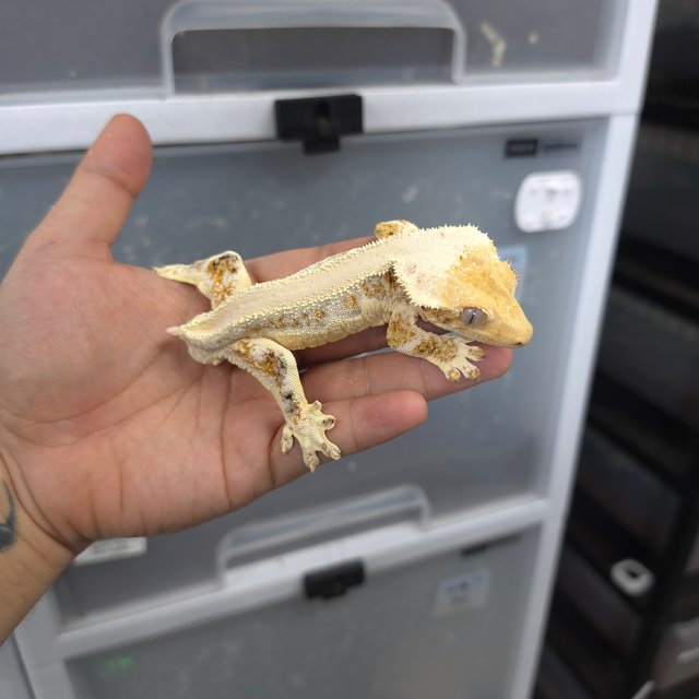 트라이 릴리화이트