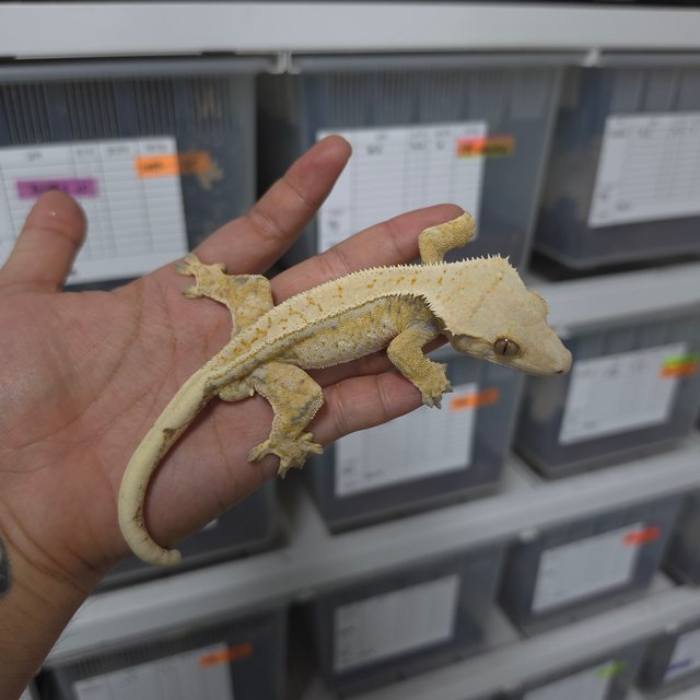 레드 트라이 익스트림할리퀸 화이트스팟