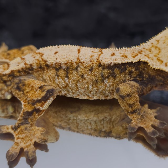 트라이 익스트림할리퀸 화이트스팟