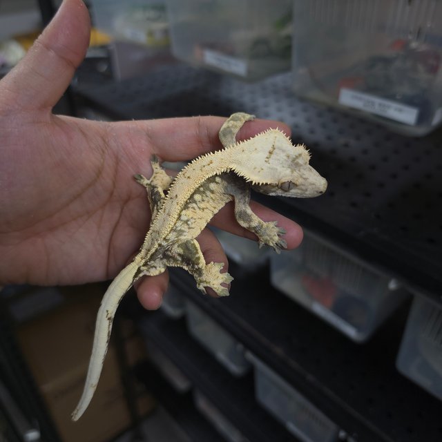 쿼드 핀스트라이프 화이트스팟