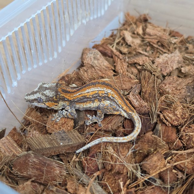 레드 오렌지 스트라이프