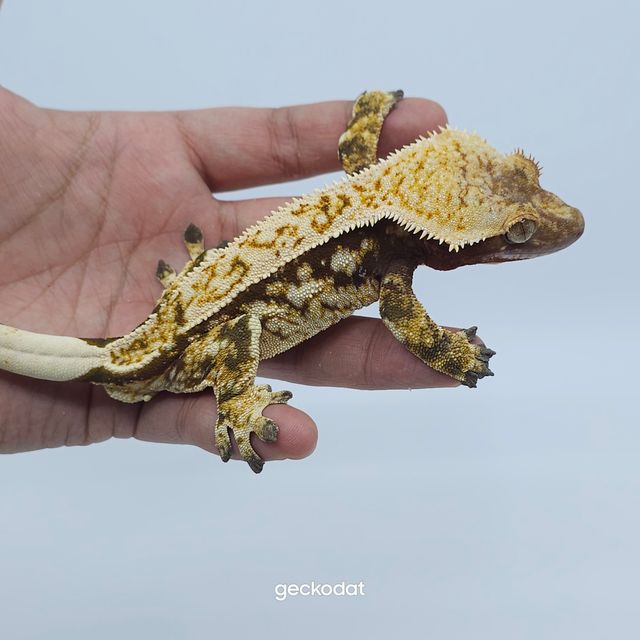 레드 핀스트라이프 화이트스팟