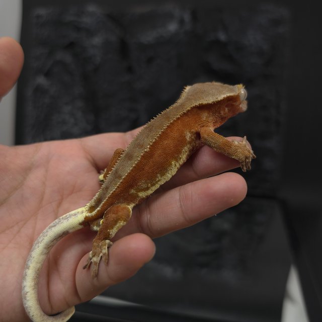 레드 팬텀 릴리화이트