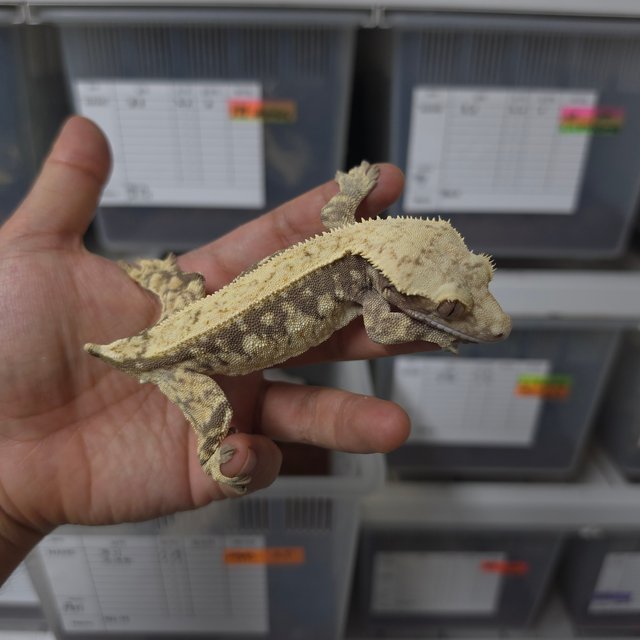 쿼드 핀스트라이프