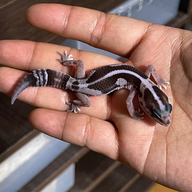 오레오 제로