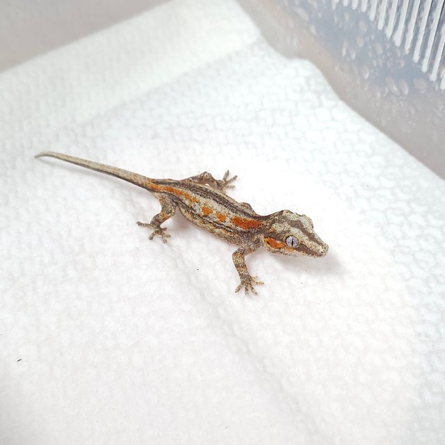 레드 스트라이프