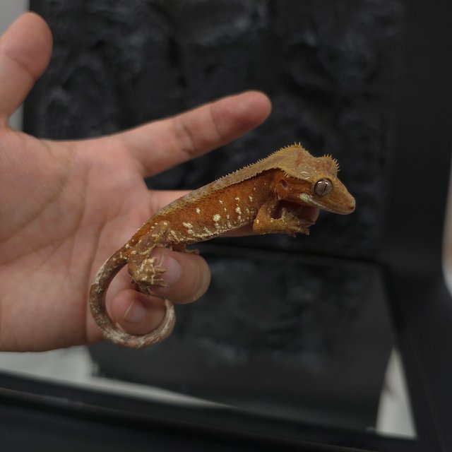 레드 바이 화이트포트홀