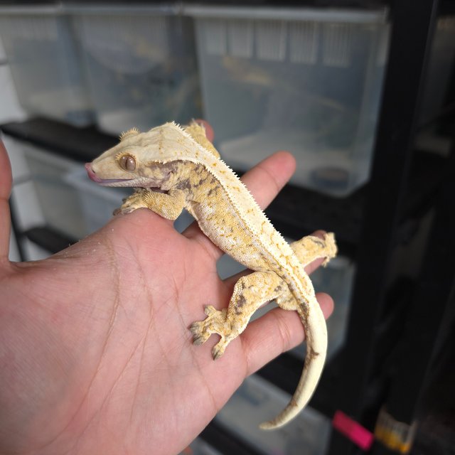 트라이 익스트림할리퀸 드리피