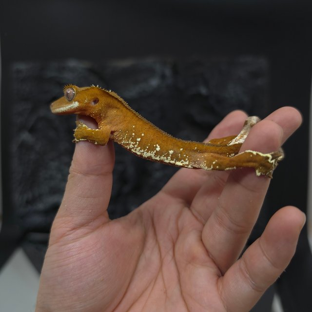 레드 바이 화이트포트홀