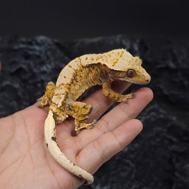 트라이 익스트림할리퀸 화이트스팟