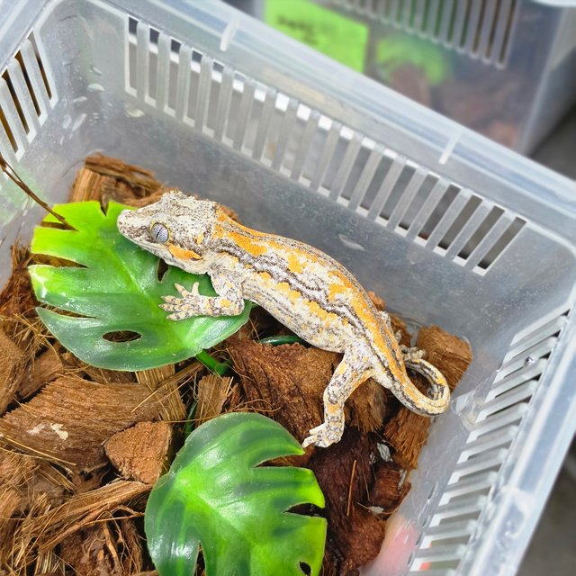 오렌지 스트라이프