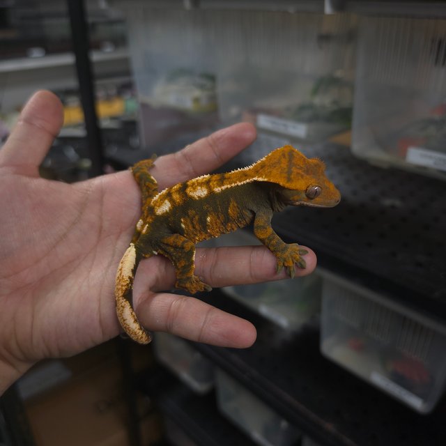 할로윈 트라이 익스트림할리퀸