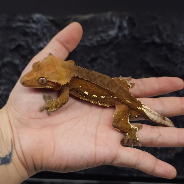 레드 바이 화이트포트홀