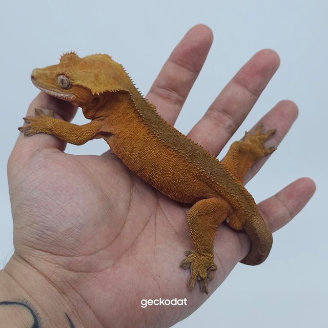 패턴리스