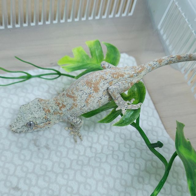 레드 블로치드