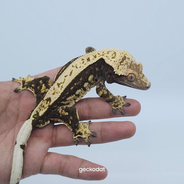 100%헷아잔틱