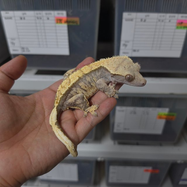 트라이 익스트림할리퀸