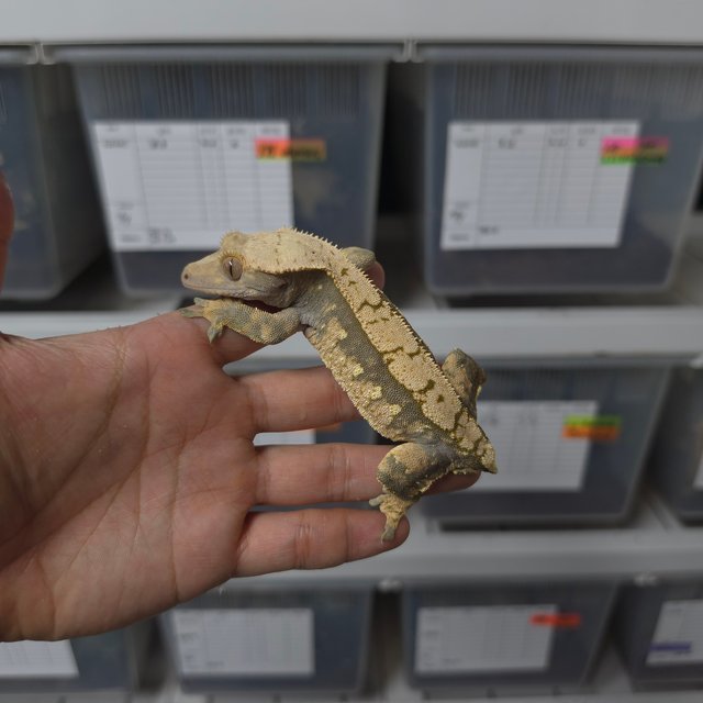 트라이 익스트림할리퀸