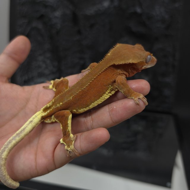 레드 팬텀 릴리화이트