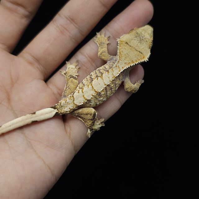 트라이